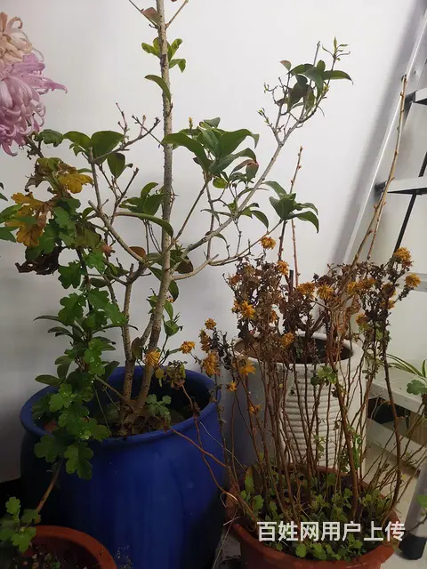 转让自养的花卉 - 图片 4
