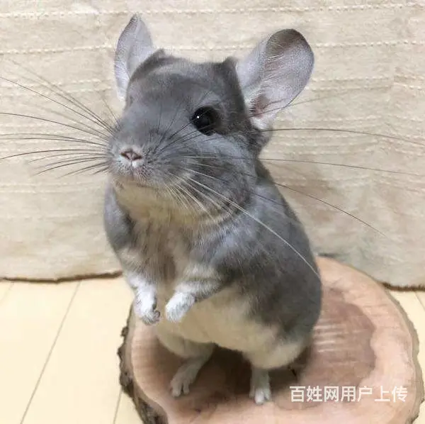 宠物，龙猫 - 图片 3