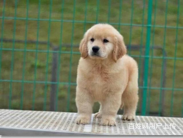 三个月金毛 赛级精品金毛幼犬出售,保证健康纯种