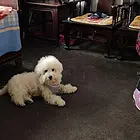 【搞定了！】比熊