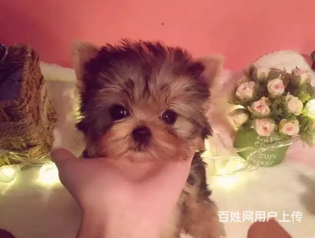 出售纯种约克夏 可爱活泼 疫苗驱虫都做了 公母 - 图片 5