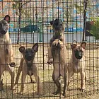 韶关市南郊出售纯种马犬宝宝，可上门挑选