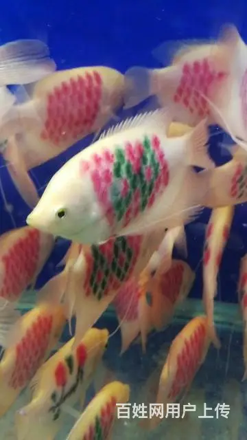 昆明鱼缸专业上门清洗服务 - 图片 7