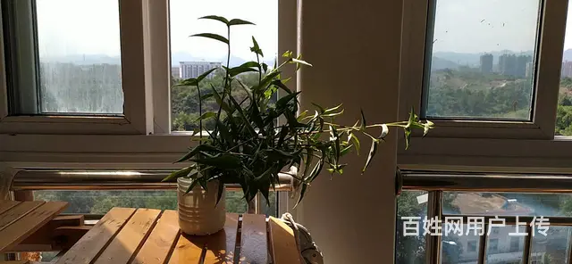 霍山凤凰城 普通住宅2厅 一万一年，5.13日可开始看房 - 图片 4