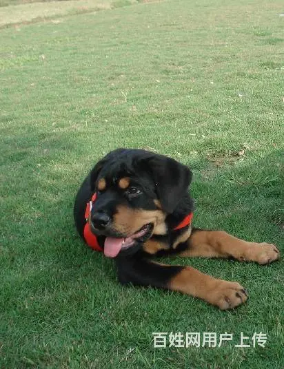 纯种罗威纳幼犬出售 驱虫疫苗已做好 全国送货上门 - 图片 10