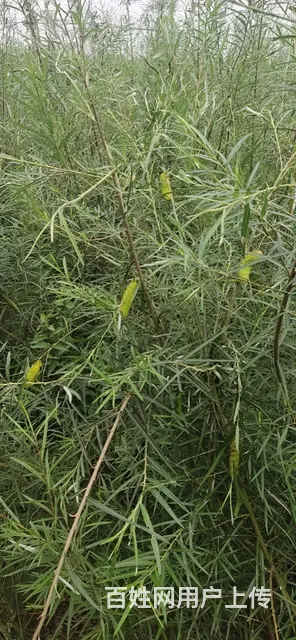 自家饲养有机蝉蛹 - 图片 3
