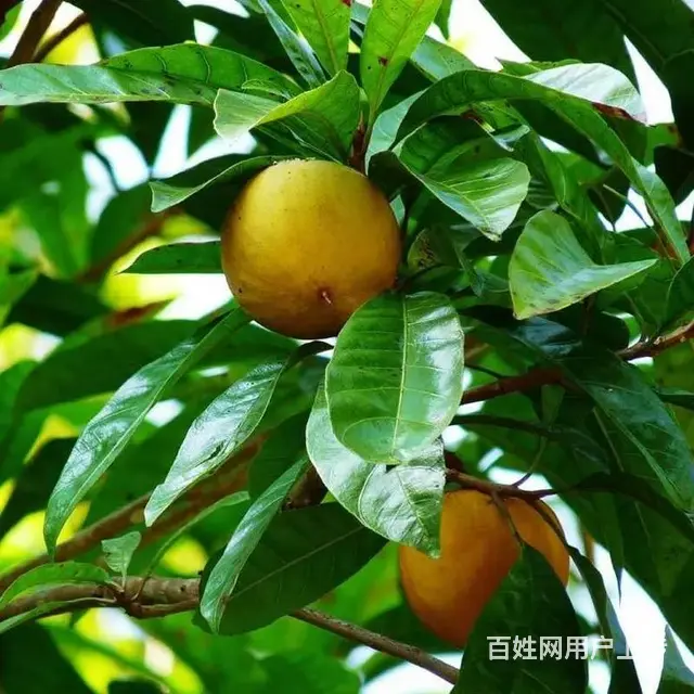 柑橘果树蔬菜杀螨剂抗性红蜘蛛25%阿维·乙螨唑 - 图片 5