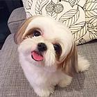 西施犬出售