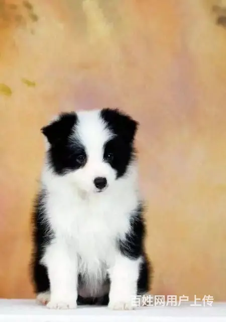 纯种边境牧羊犬哪里可以买到、边境牧羊犬幼犬多少钱一 - 图片 2