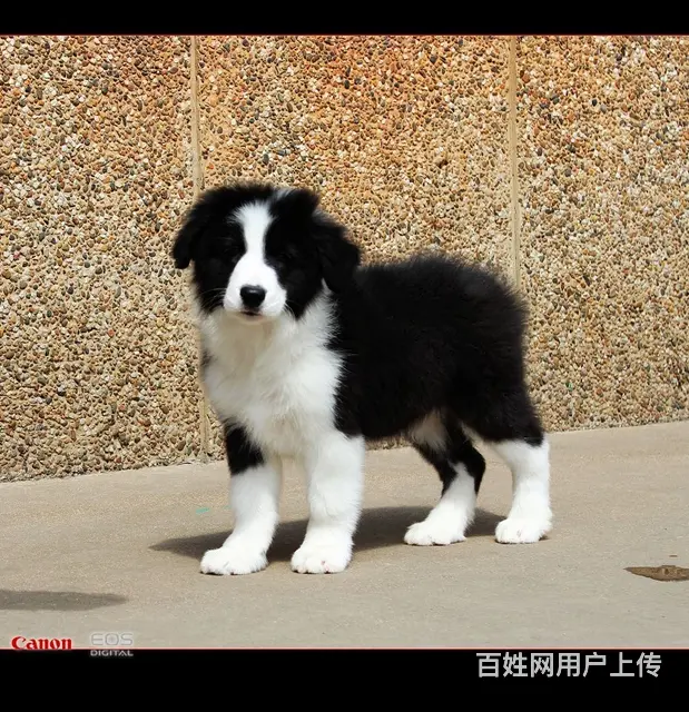 纯种 边境宝宝狗狗中的小诸葛超聪明超懂事保健康 - 图片 3
