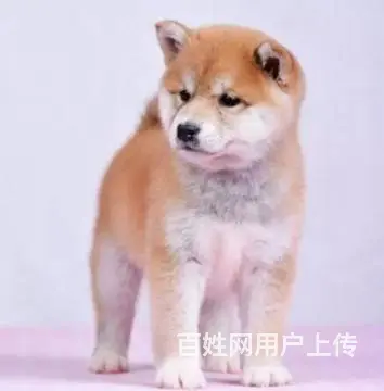 纯种柴犬豆柴幼犬 保证纯种健康包活 - 图片 2