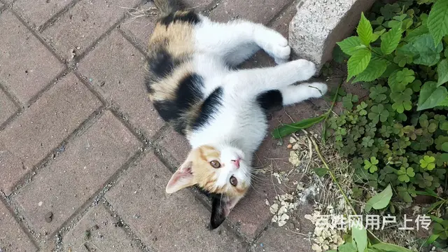 流浪猫找负责领养人 - 图片 4