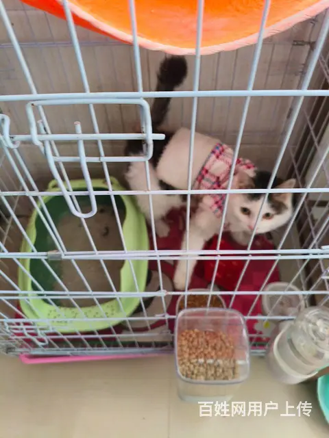 转让狸花猫一只带笼 - 图片 1