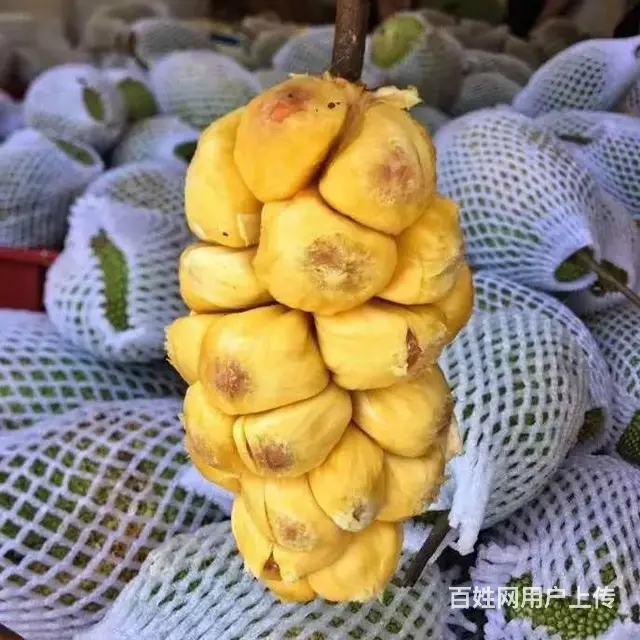 榴莲蜜：海南一种有榴莲味道的菠萝蜜特色水果 - 图片 1