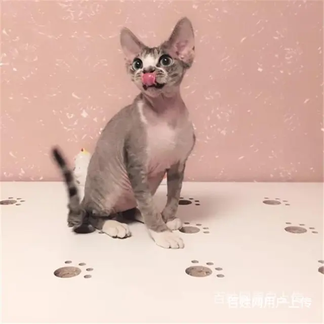 枣庄纯种双血统无毛猫怎么卖 - 图片 6