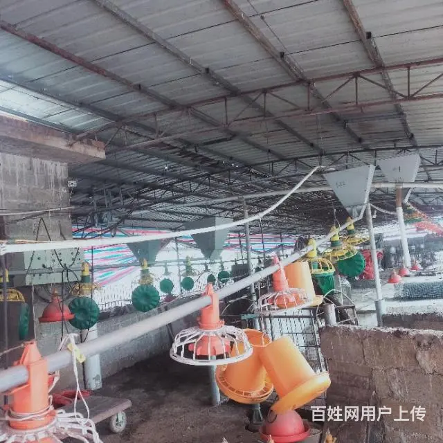 二手9成新养鸡设备 - 图片 2