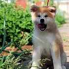 枣庄正规秋田犬舍地点联系方式