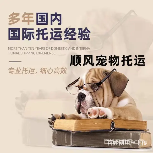丹东宠物托运（猫狗）活体邮寄快递（2022宠物运输 ）今日推 - 图片 1