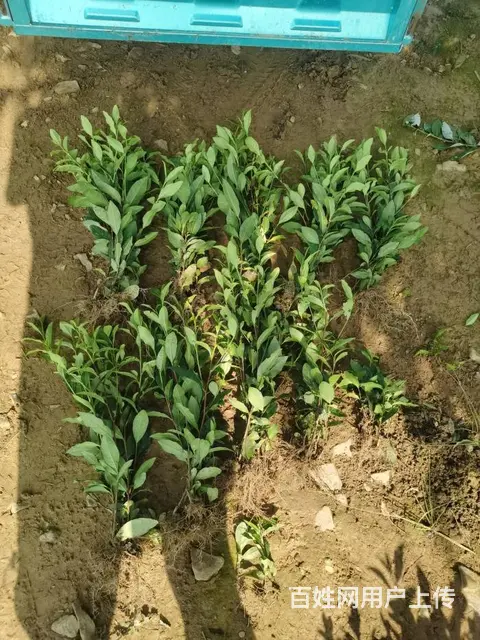 安吉白茶苗上市 起拔发货 自产自销 保质保量 - 图片 5