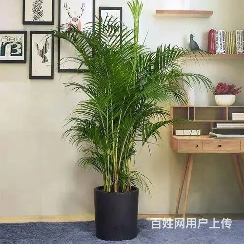 合肥市绿植租售/外送开业绿植/绿植花卉租售公司 - 图片 2