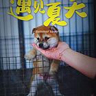 信阳豆柴【精心繁育柴犬幼犬】不纯包退