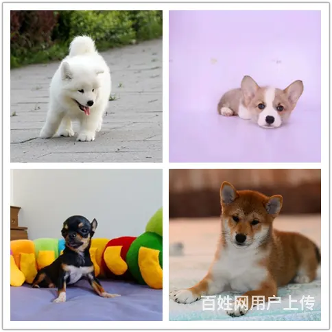 萧山狗场卖狗的地方 - 图片 1