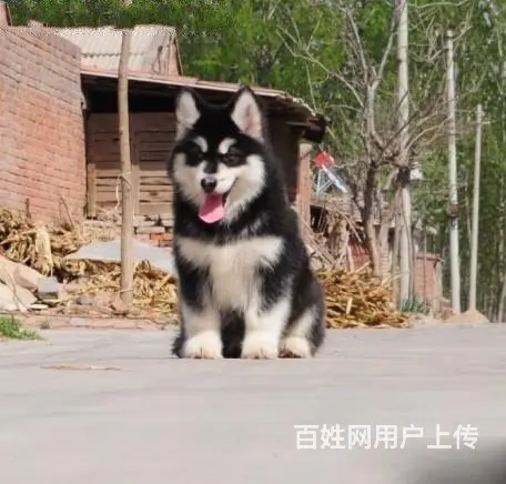 辽阳哪儿有纯种阿拉斯加出生，纯种阿拉斯加价位表 - 图片 7