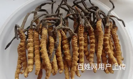襄阳上门回收冬虫夏草/回收烟酒/回收茅台/名烟名酒 - 图片 2