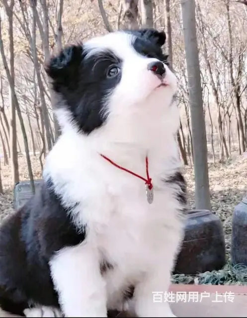 出售   高品质边牧宝宝【益帆边境犬舍】 - 图片 2