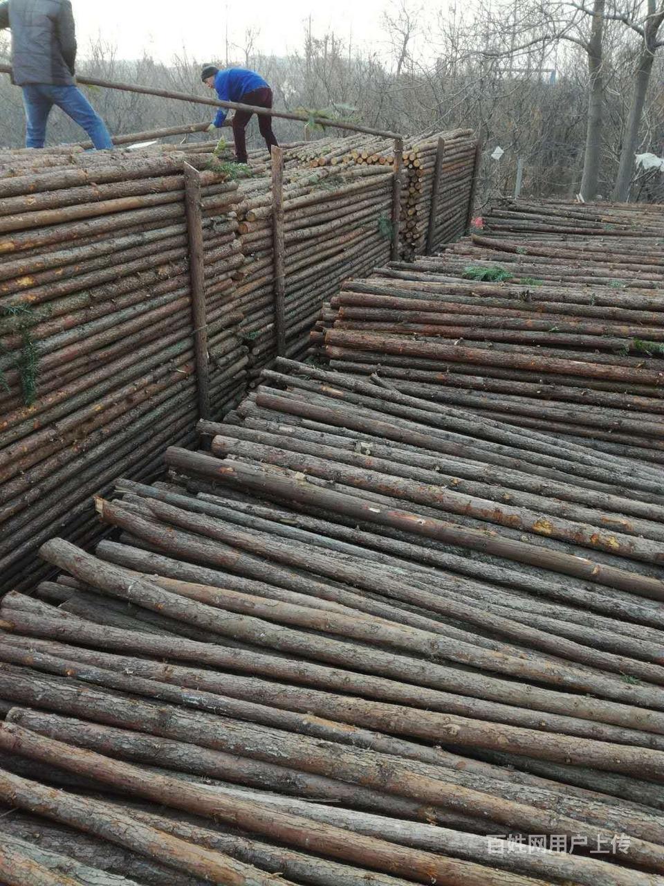 郑州杉木杆批发市场 郑州植树杆批发市场郑州杉木杆