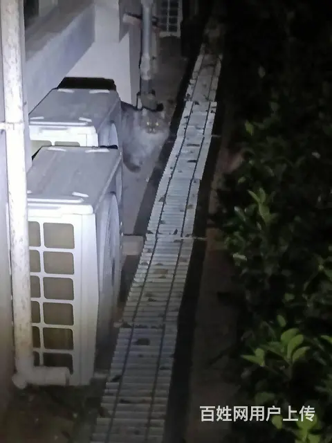 猫咪在外面跑丢了怎么找回来专业找猫团队大概多少钱 - 图片 9