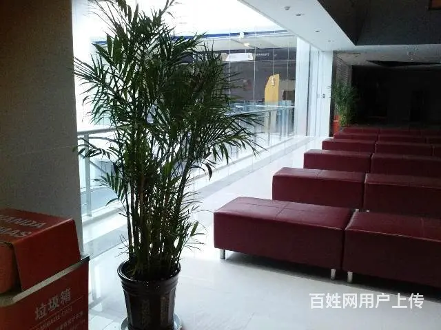 淄博花卉租凭/淄博绿植出租/淄博绿植租摆/ 园林 - 图片 5