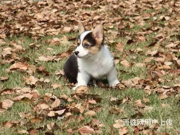 纯种柯基幼犬出售 两色柯基 赛级品相 血统有认证 - 图片 5