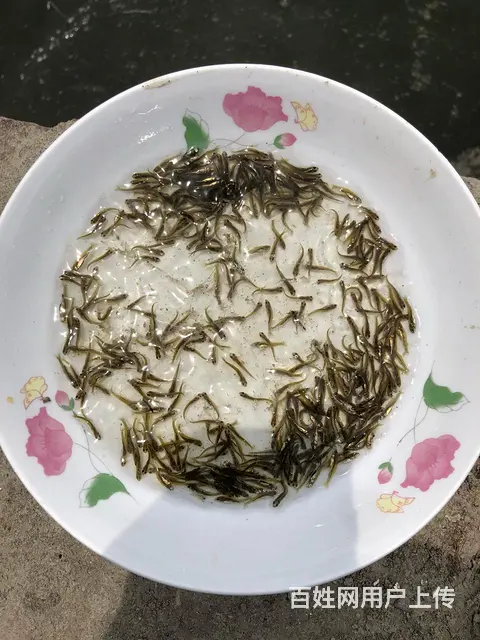 青鱼苗 - 图片 6