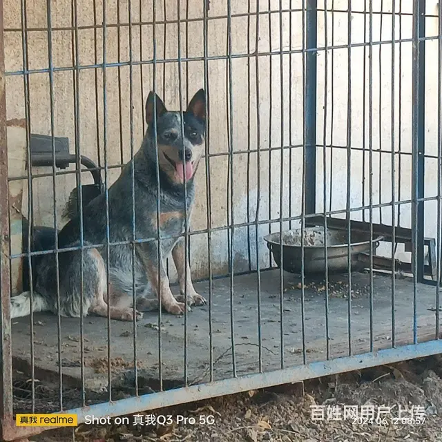 非常漂亮的犬种 - 图片 4