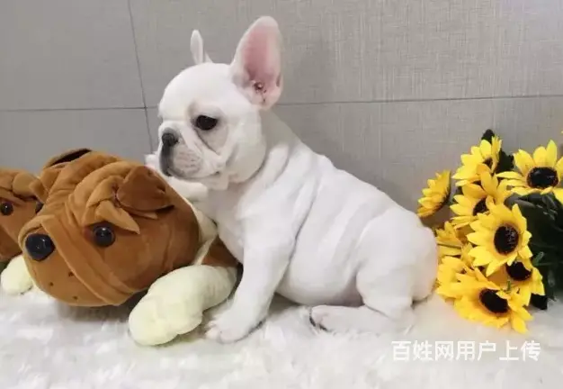 邢台法牛多少钱一只 邢台法牛怎么卖 邢台法牛价格 - 图片 10