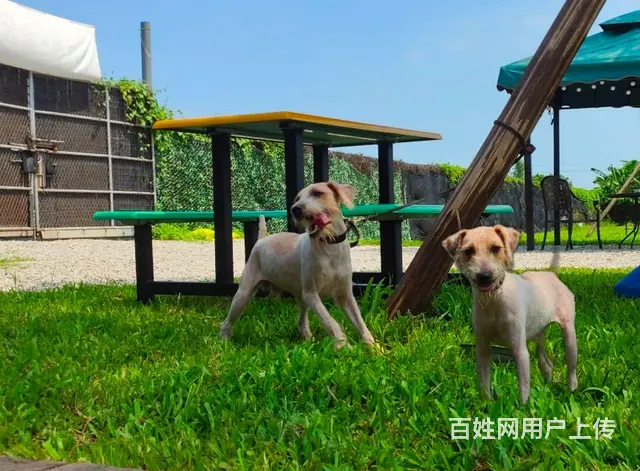 广州番禺训犬学校狗狗训练基地训犬师培训 - 图片 2