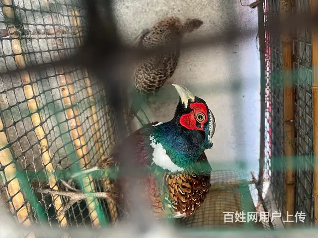 出售七彩山鸡 - 图片 3
