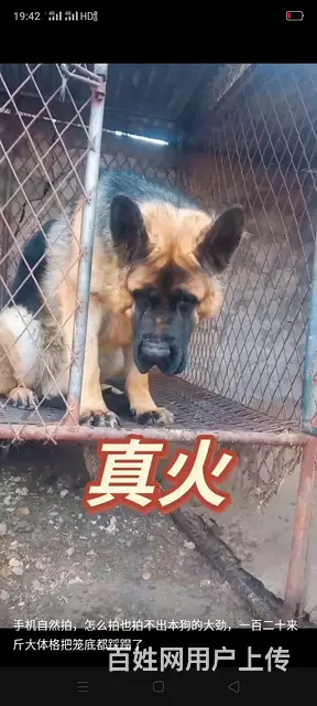 真实种公大真火 - 图片 2