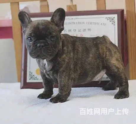 奶油法牛 品相极品疫苗齐全法国斗牛犬出售 - 图片 7
