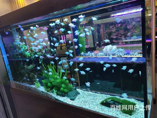呈贡地区鱼缸清洗维修服务 - 图片 6