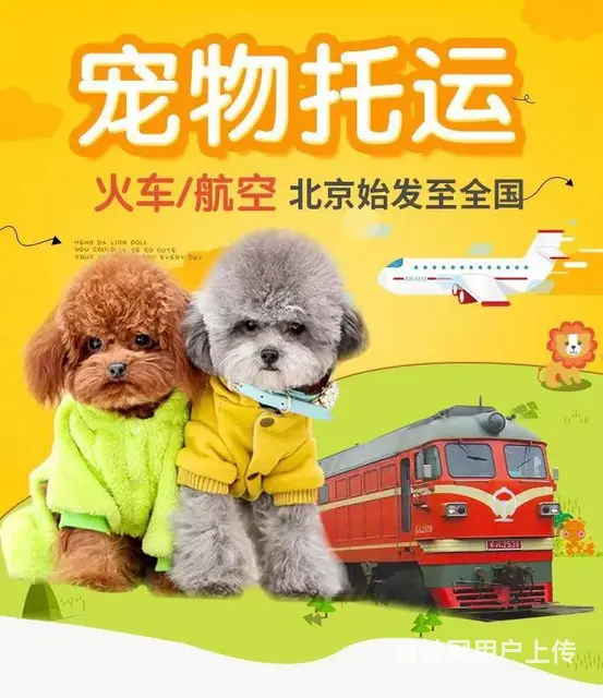 常州宠物托运公司，选择优速宠物托运 - 图片 1
