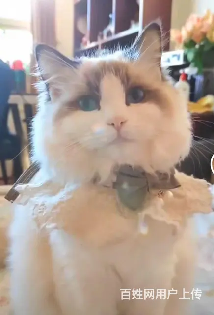 布偶猫、布偶出售 - 图片 1