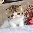 嘉兴本地哪里卖加菲猫，加菲猫多少钱一只！