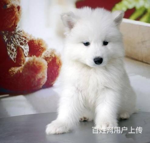 北京哪卖纯种萨摩耶犬.北京萨摩耶犬多少钱一只的图片