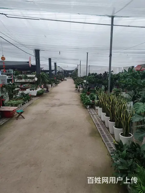 （58）后园花卉市场 适合做仓储 办公电商直播 花草绿植等 - 图片 8