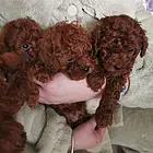 家养小狗生的崽