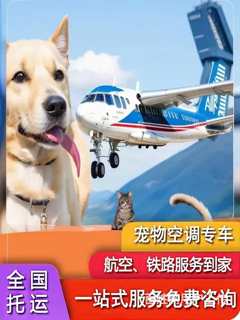 嘉兴海宁宠物托运 （猫狗活体运输）宠物快递至全国 - 图片 2