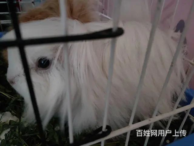 长顺长逆荷兰猪转让 - 图片