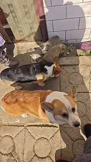 柯基配种